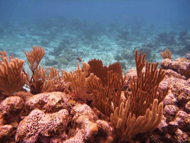 <p style="text-align:center;"><span style="font:12px 'Lucida Grande', LucidaGrande, Verdana, sans-serif; ">Politilly Coral Formations</span></p>