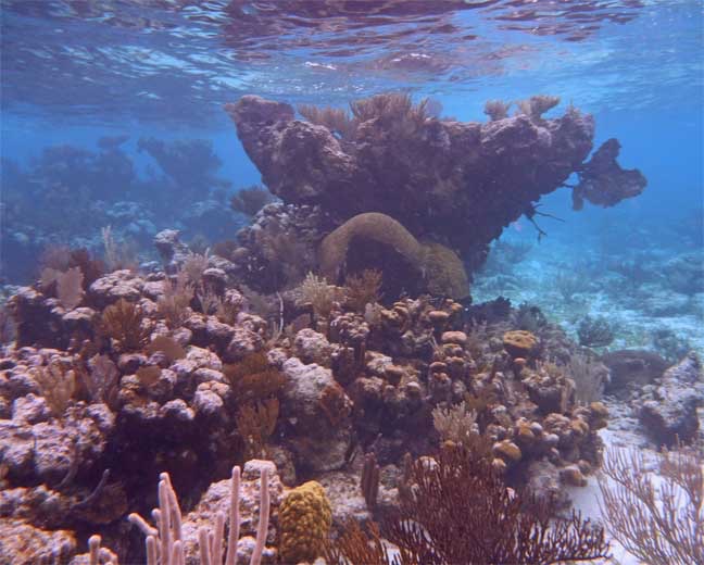 <p style="text-align:center;"><span style="font:12px 'Lucida Grande', LucidaGrande, Verdana, sans-serif; ">Coral Head at Politilly</span></p>