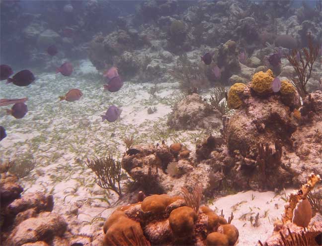 <p style="text-align:center;"><span style="font:12px 'Lucida Grande', LucidaGrande, Verdana, sans-serif; ">Fish Schooling at Politilly</span></p>