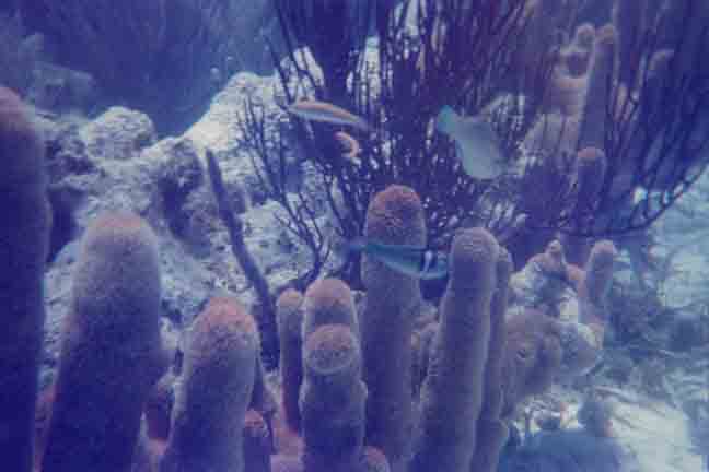<p style="text-align:center;"><span style="font:12px 'Lucida Grande', LucidaGrande, Verdana, sans-serif; ">Politilly Reef Fish</span></p>