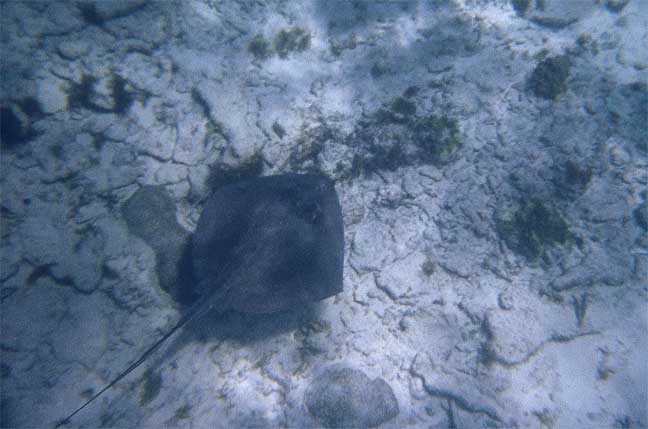 <p style="text-align:center;"><span style="font:12px 'Lucida Grande', LucidaGrande, Verdana, sans-serif; ">Stingray in the Sands</span></p>