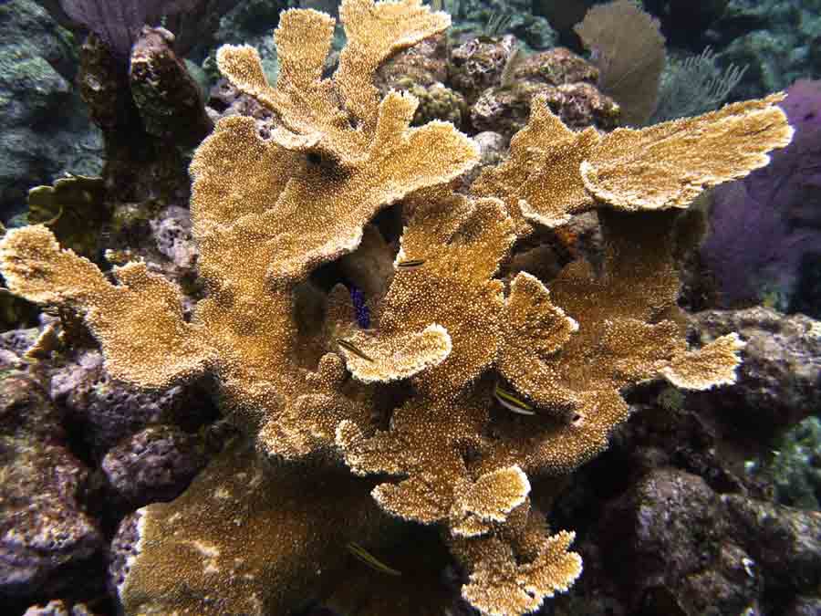 <p style="text-align:center;"><span style="font:12px 'Lucida Grande', LucidaGrande, Verdana, sans-serif; font-weight:bold; color:#000000;font-weight:bold; ">Politilly Staghorn Coral</span></p>