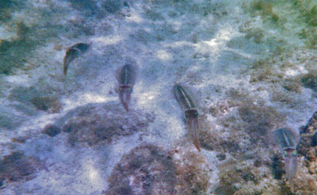 <p style="text-align:center;"><span style="font:12px 'Lucida Grande', LucidaGrande, Verdana, sans-serif; ">Squid at Politilly</span></p>