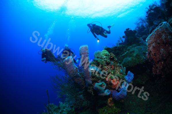 reef.jpg
