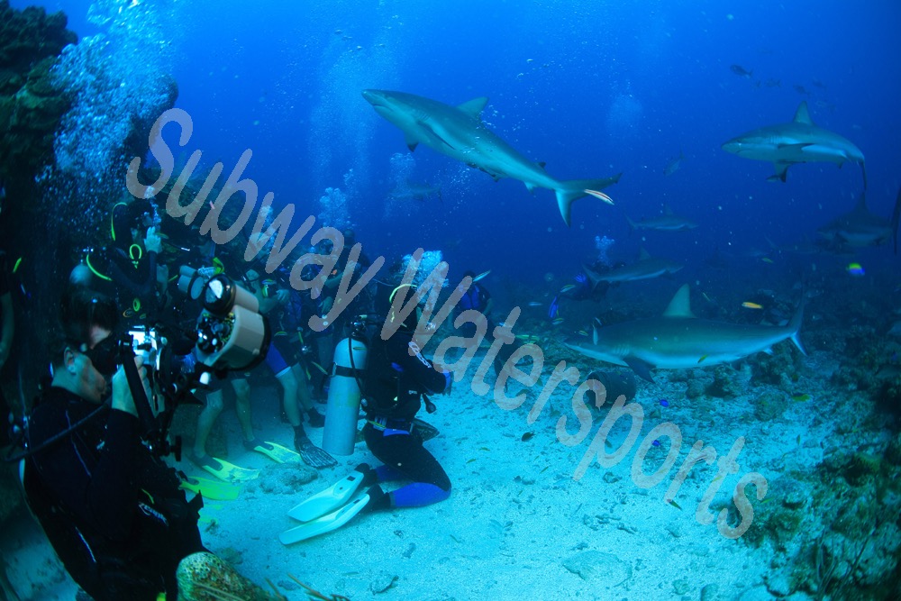 shark.jpg